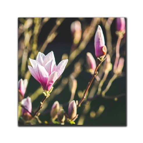 파랑디자인 캔버스 액자 - 사진, 꽃 시리즈1