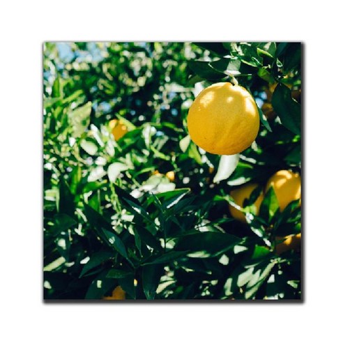 파랑디자인 캔버스 액자 - 사진, 과실 나무
