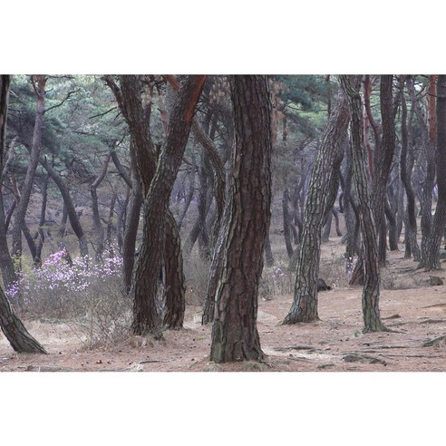 하우디 포토벽지, P-304