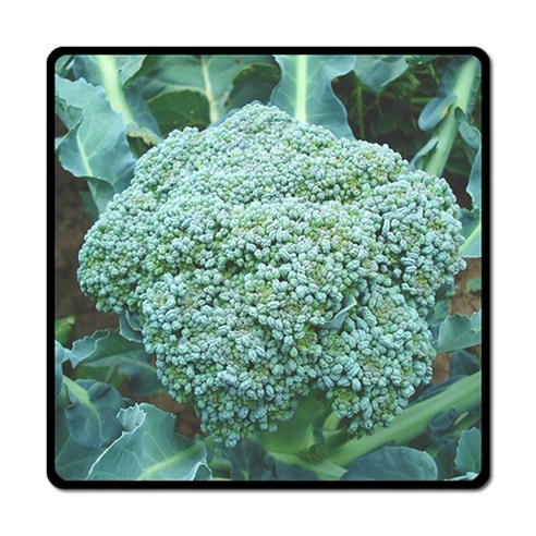 더파슬리 보테니컬 스퀘어 마우스패드, GM82083, 1개