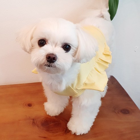 코코마펫 반려동물 오색 프릴 크롭탑, 옐로우