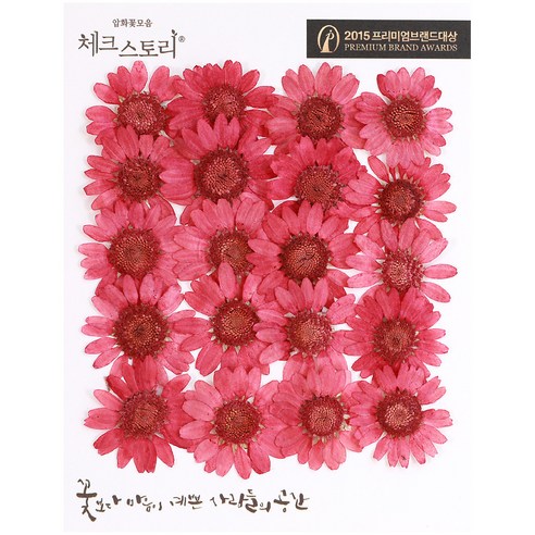 체크스토리 압화꽃송이 마가렛 B, 와인