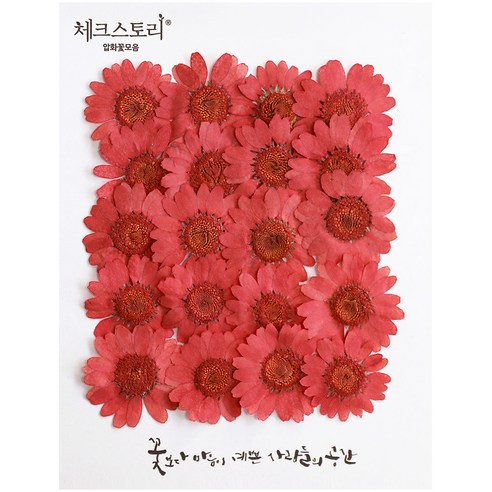 체크스토리 압화꽃송이 마가렛 B, 살구