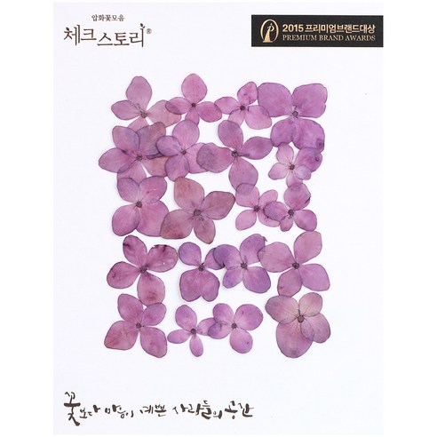 체크스토리 압화꽃송이 수국, 퍼플