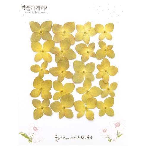 체크스토리 압화꽃송이 수국, 옐로우