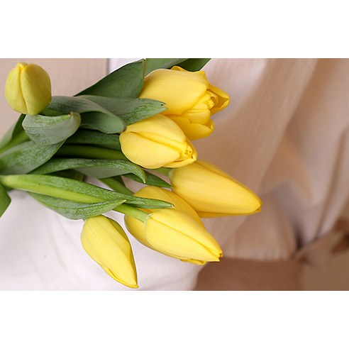 백조의 매력을 담은 노란 튤립으로 주변 환경에 생기를 불어넣으세요.
