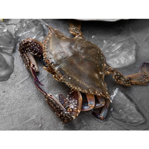 서해의 풍요로움이 담긴, 어부심 알배기 암꽃게