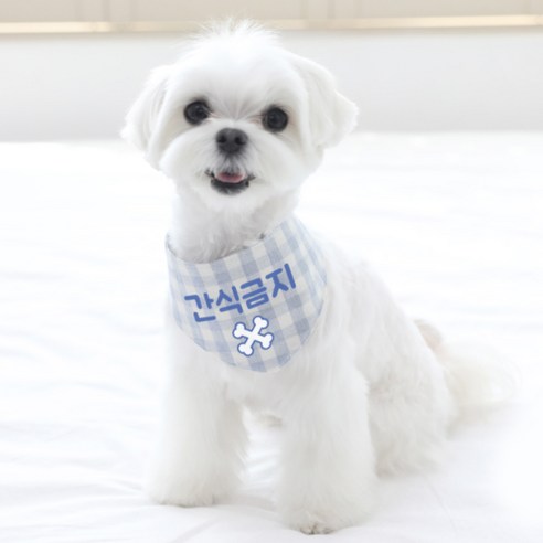 리토가토 강아지 스카프 간식금지 XL, 블루, 1개