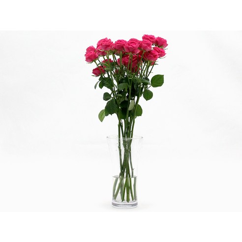 로즈피아 생화 장미: 사랑과 감사를 표현하는 로맨틱한 선물