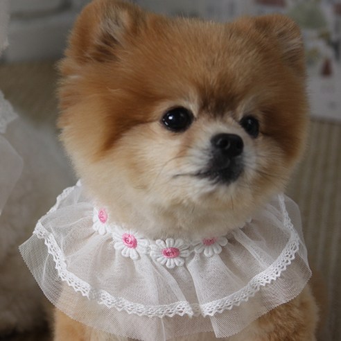 에이미러브즈펫 강아지 고양이 데이지케이프, 핑크, 1개
