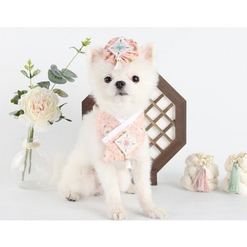 伴侶  寵物用品  小狗  貓  聯合使用  狗  狗  狗  狗  小狗