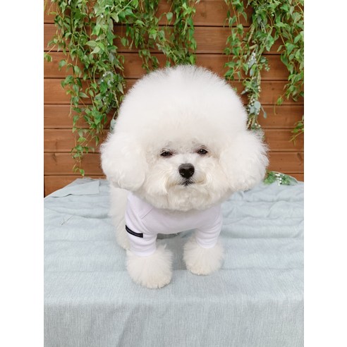 伴侶  寵物產品  小狗  貓  組合使用  服裝  T卹  狗  狗  狗