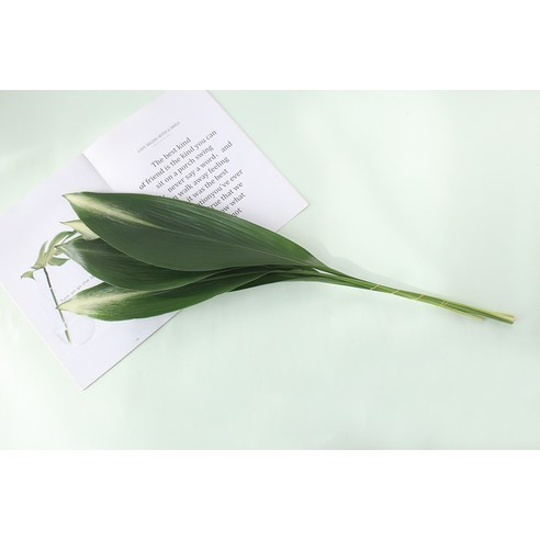 모리앤의 절화 엽란으로 가정에 신선함과 우아함을 선사하세요.