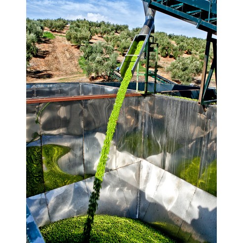 요리가 즐거워지는 마법, 오로바일렌 엑스트라버진 올리브오일 피쿠알