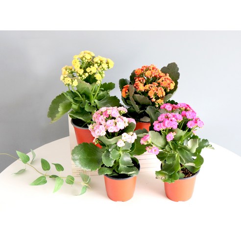 화사한 겹꽃이 가득한 모리앤 칼란디바 4종 세트