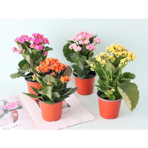 화사한 겹꽃이 가득한 모리앤 칼란디바 4종 세트