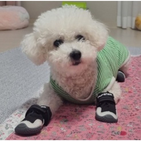 패션과 기능을 한 번에! 멍템 강아지 신발