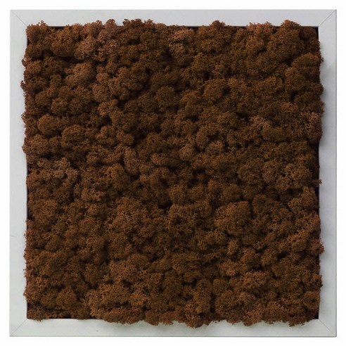 스칸디아모스 프라모 실내 공기정화식물 이끼 인테리어 식물 사각 액자, 프레임(월넛), 모스(클래식블루)