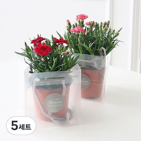 모리앤 카네이션 화분 2종 세트 + 쇼핑백, 혼합색상, 5세트