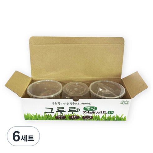힐링타임 그루루 캣그라스 재배세트 3p, 캣닢, 6세트