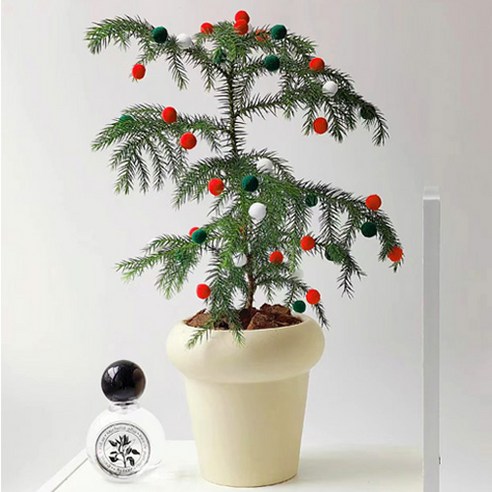園藝 園藝 用品 園藝 花盆 園藝 花盆 花盆 花盆