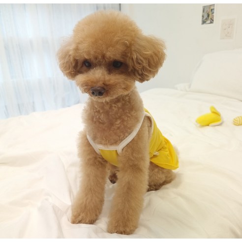 伴侶  寵物用品  小狗  貓  聯合使用  服裝  狗  狗  狗  狗