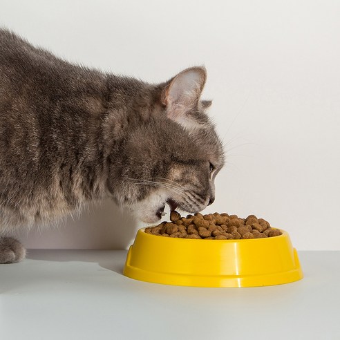 사랑스러운 고양이를 위한 최적의 사료