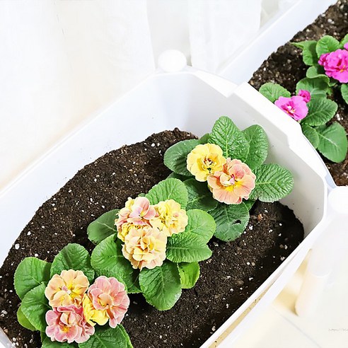 圓形花盆 底灌花盆 花盆 清潔花盆 菜園花盆 陽台花盆 塑膠花盆 自澆水花盆 單株花盆 堅固花盆