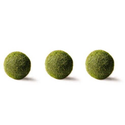 동글동글 귀여운 행운, 마리모와 함께하는 소소한 행복 찾기 마리모