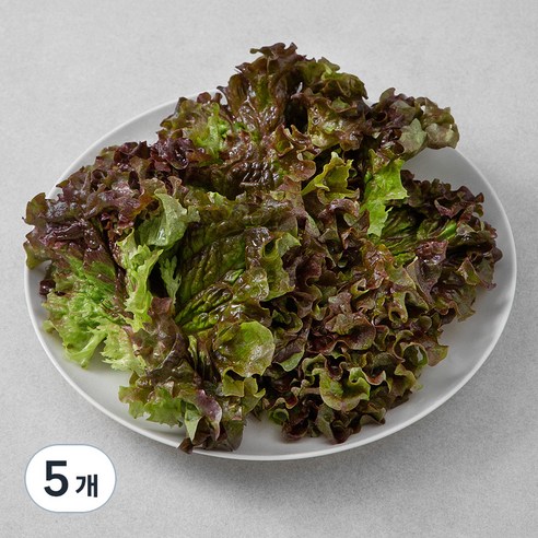 국내산 적상추, 150g, 5개