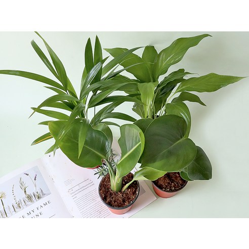 모리앤의 생화 사계절 인테리어소품 포트식물 세트