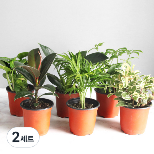 생화 공기정화 식물 소형 6종 세트, 혼합색상, 2세트