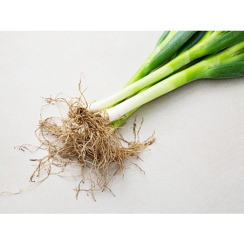 흙대파: 영양가 풍부한 채소의 풍미와 건강상 이점