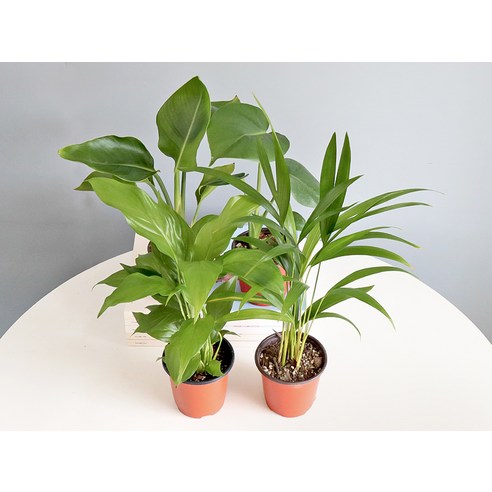 모리앤의 생화 사계절 인테리어소품 포트식물 세트