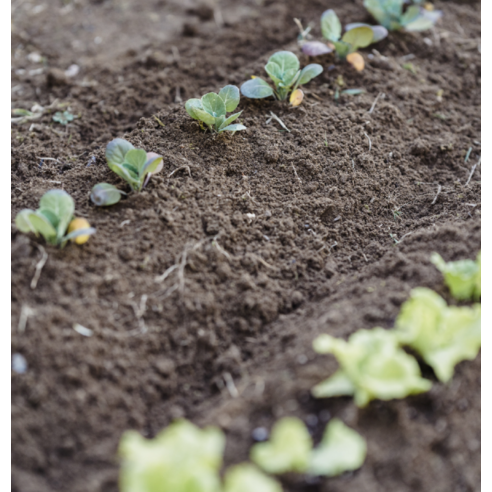 벌레 걱정 없이 풍성한 텃밭, 토양해충뚝 밑비료로 시작하세요!