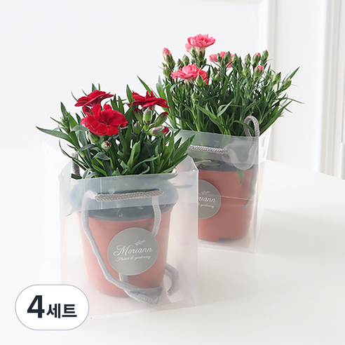 모리앤 카네이션 화분 2종 세트 + 쇼핑백, 혼합색상, 4세트