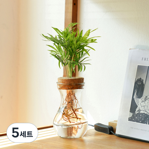 메이크정글 공기정화 수경재배 식물 테이블야자 글래시 No 9 DIY 세트, 혼합색상, 5세트