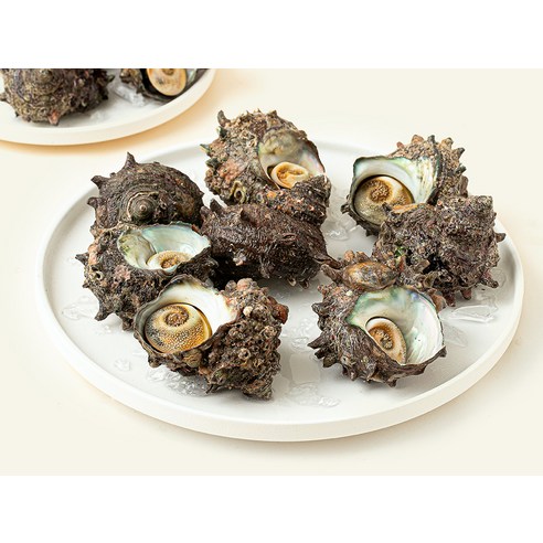 싱싱한 남해안 뿔소라, 집에서 즐기는 바다의 맛