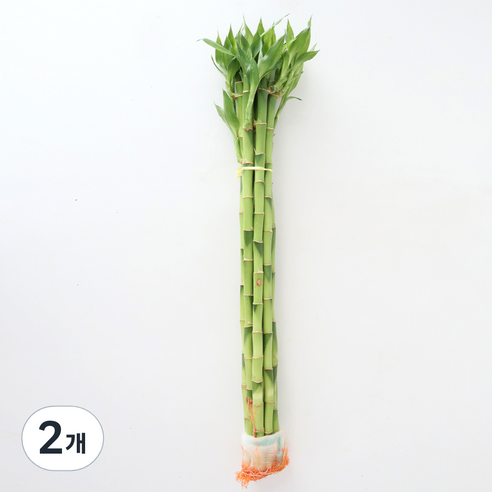 모리앤 개운죽 50cm 10입, 혼합색상, 2개