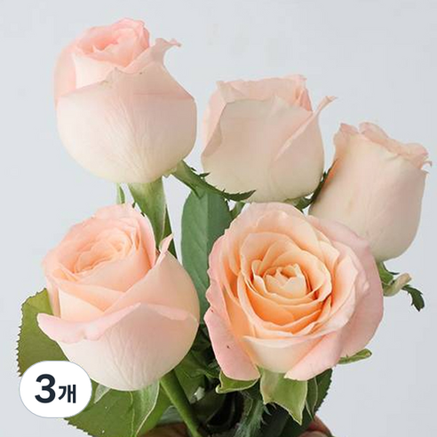 모리앤 장미 생화단 5대, 피치 핑크, 3개