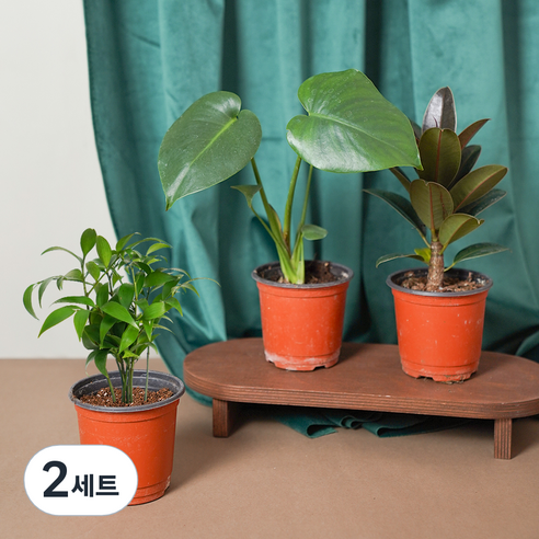 메이크정글 공기정화 포트 식물 소품 몬스테라 + 죽백나무 + 고무나무 세트, 혼합색상, 2세트