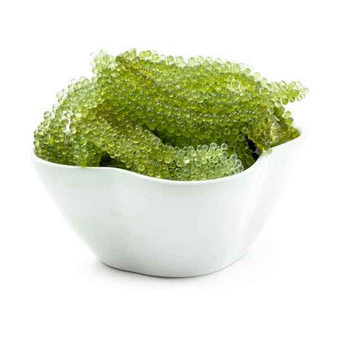 푸른 바다의 싱그러움을 한 입에 담다