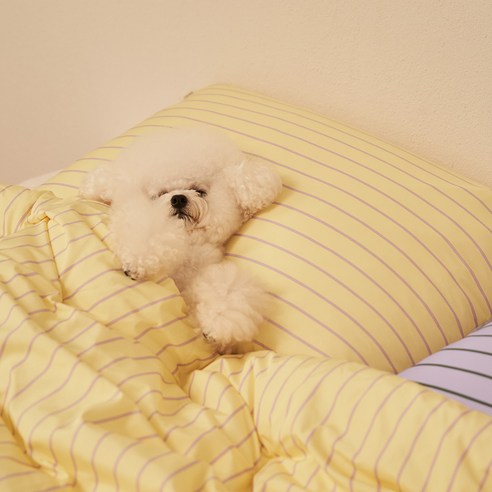 포근한 꿈결을 선물하는 밤, 깃든 반려동물 차렵이불