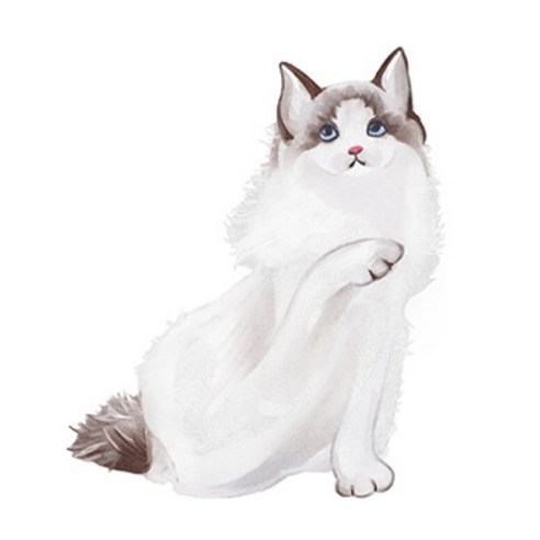 JCP 복실복실 고양이 발매트, 스코티쉬폴드냥