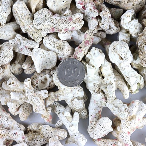 자연이 빚은 아름다움, 모비딕 관상어 뼈산호로 수조를 특별하게