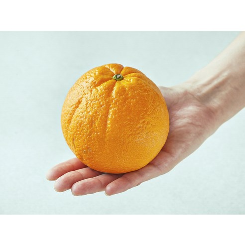 달콤한 매력, 호주산 Sweetugly 네이블 오렌지