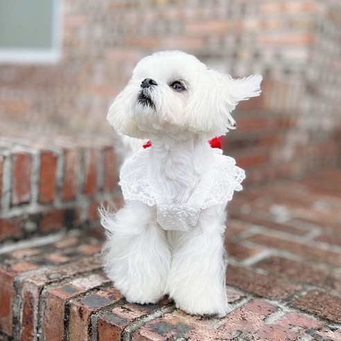 伴侶  寵物用品  小狗  貓  聯合使用  服裝  狗  狗  狗  狗
