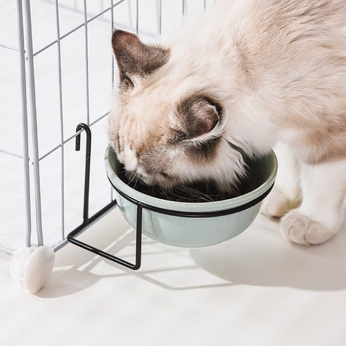 伴侶  寵物用品  小狗  貓  聯合使用  餐具  狗  狗  狗  狗