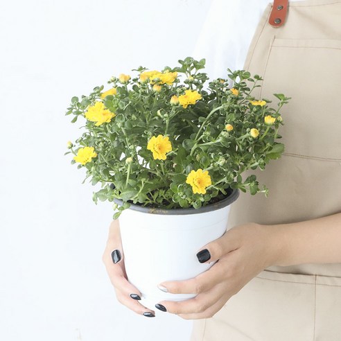 모리앤 소국 중품포트 공기정화식물, 라벤다, 1개