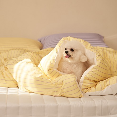 포근한 꿈결을 선물하는 밤, 깃든 반려동물 차렵이불